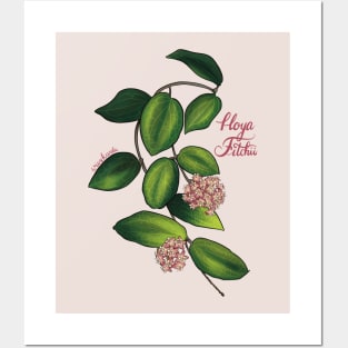 Hoya fitchii in bloom Posters and Art